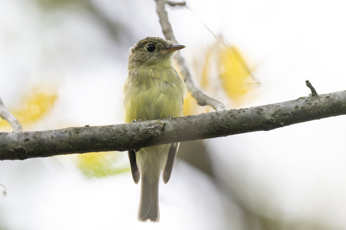 Acadian Flycatcher - ML642681294