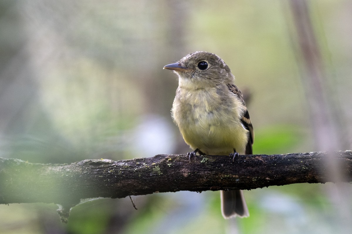 Acadian Flycatcher - ML642681295
