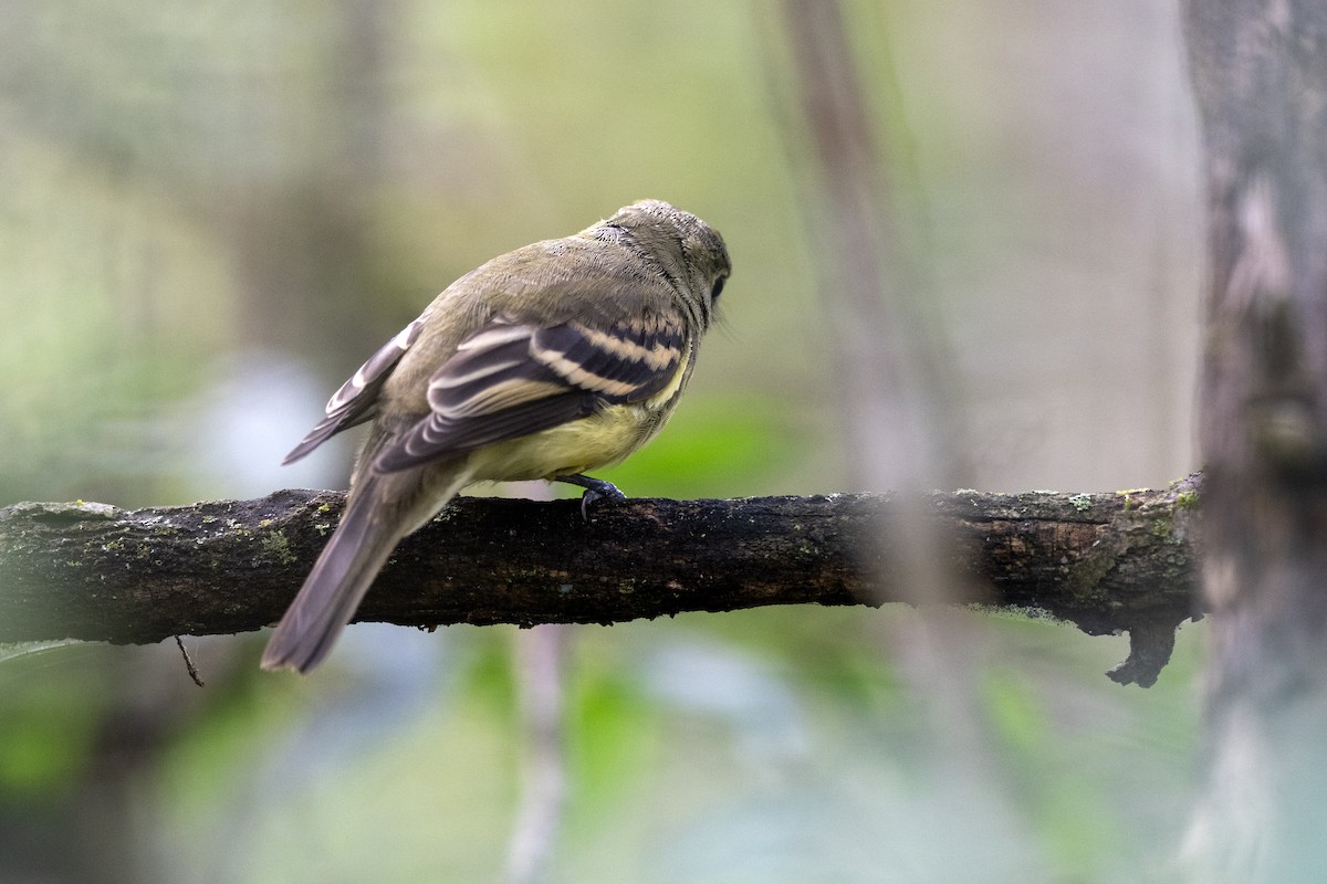 Acadian Flycatcher - ML642681296