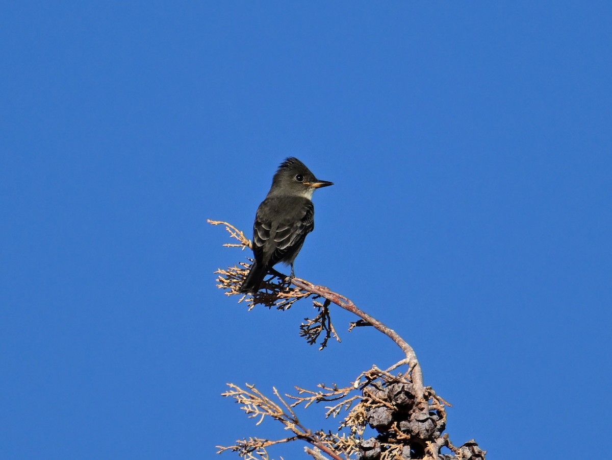 Boreal Sinekkapan - ML642681316