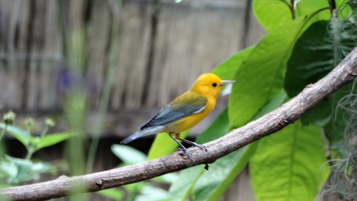 Prothonotary Warbler - ML642681343