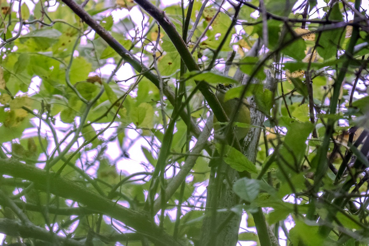 White-eyed Vireo - ML642681352