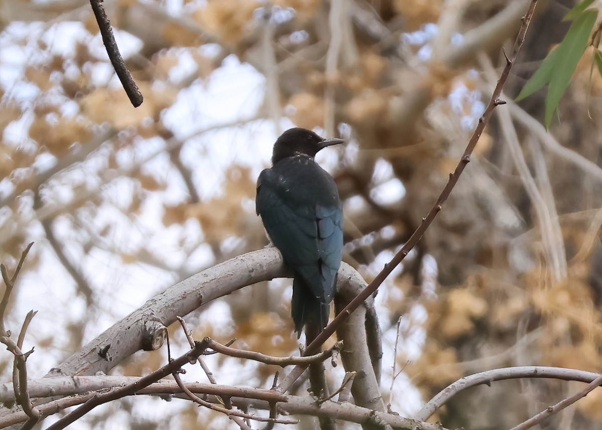 Lewis's Woodpecker - ML642681363