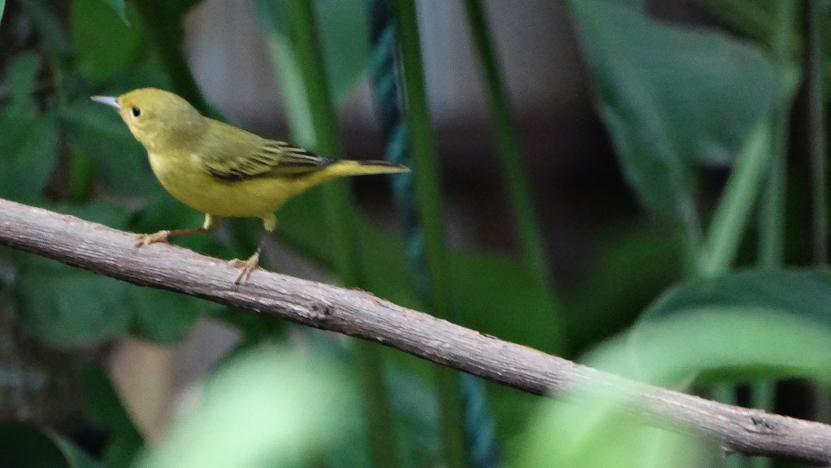 Northern/Mangrove Yellow Warbler - ML642681370