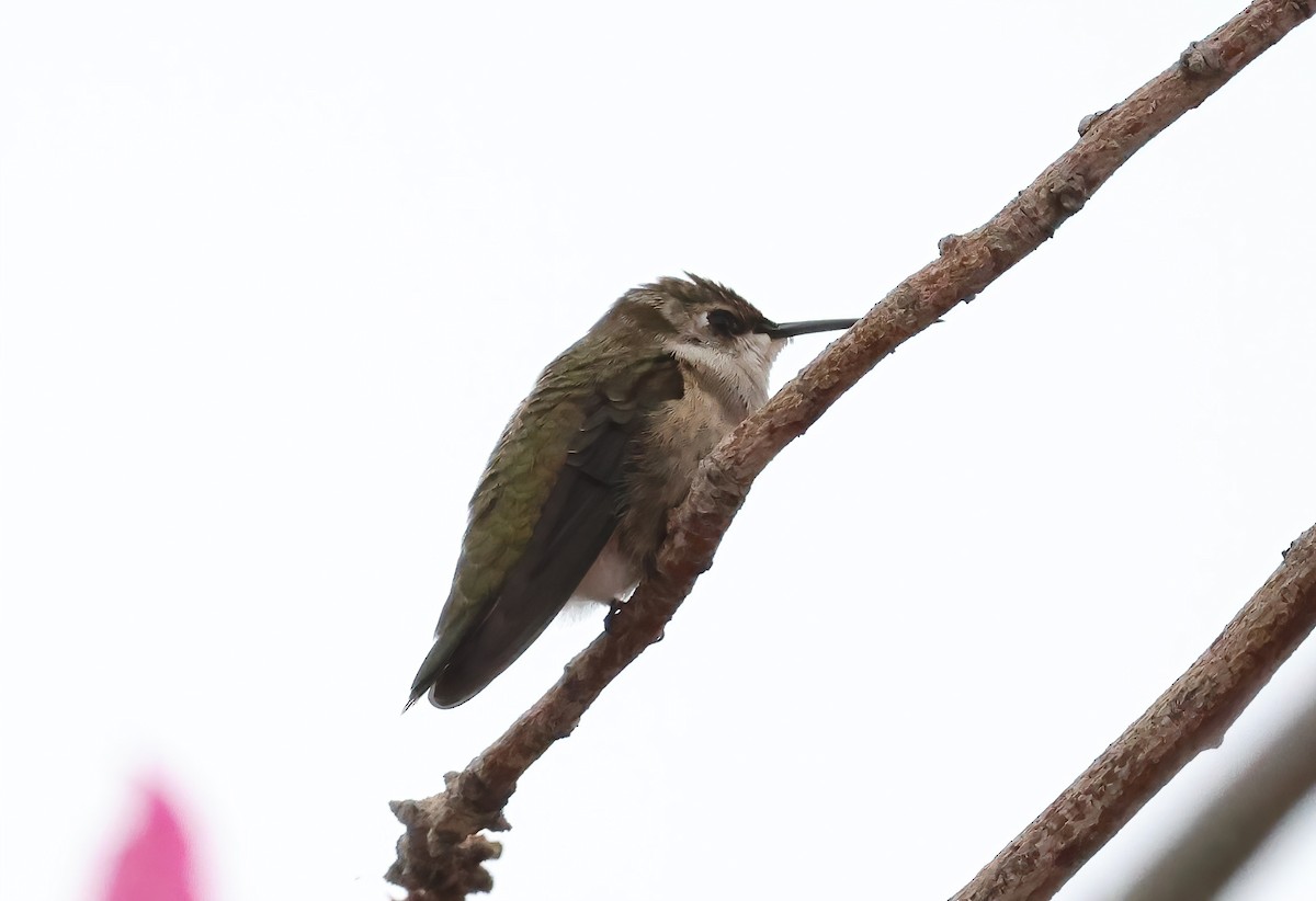 Colibrí Gorjinegro - ML642681382