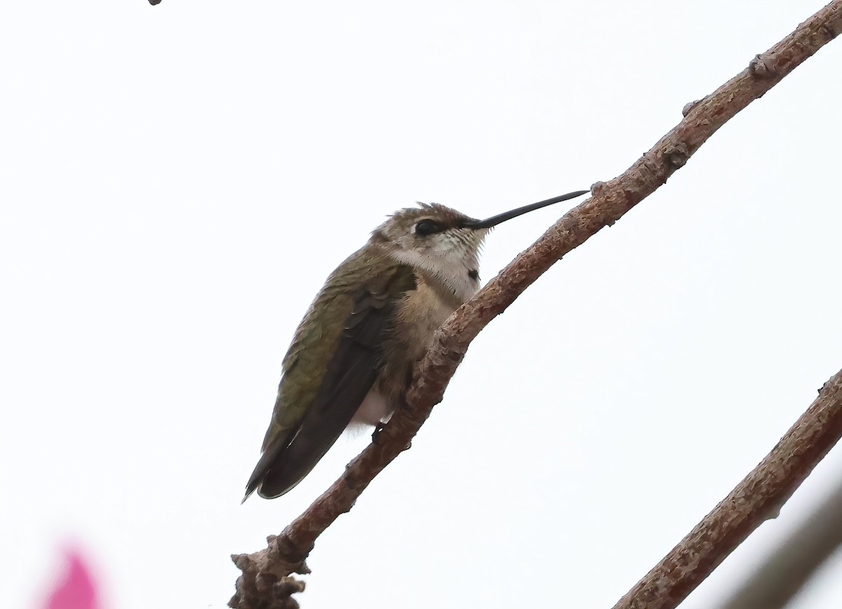 Colibrí Gorjinegro - ML642681383