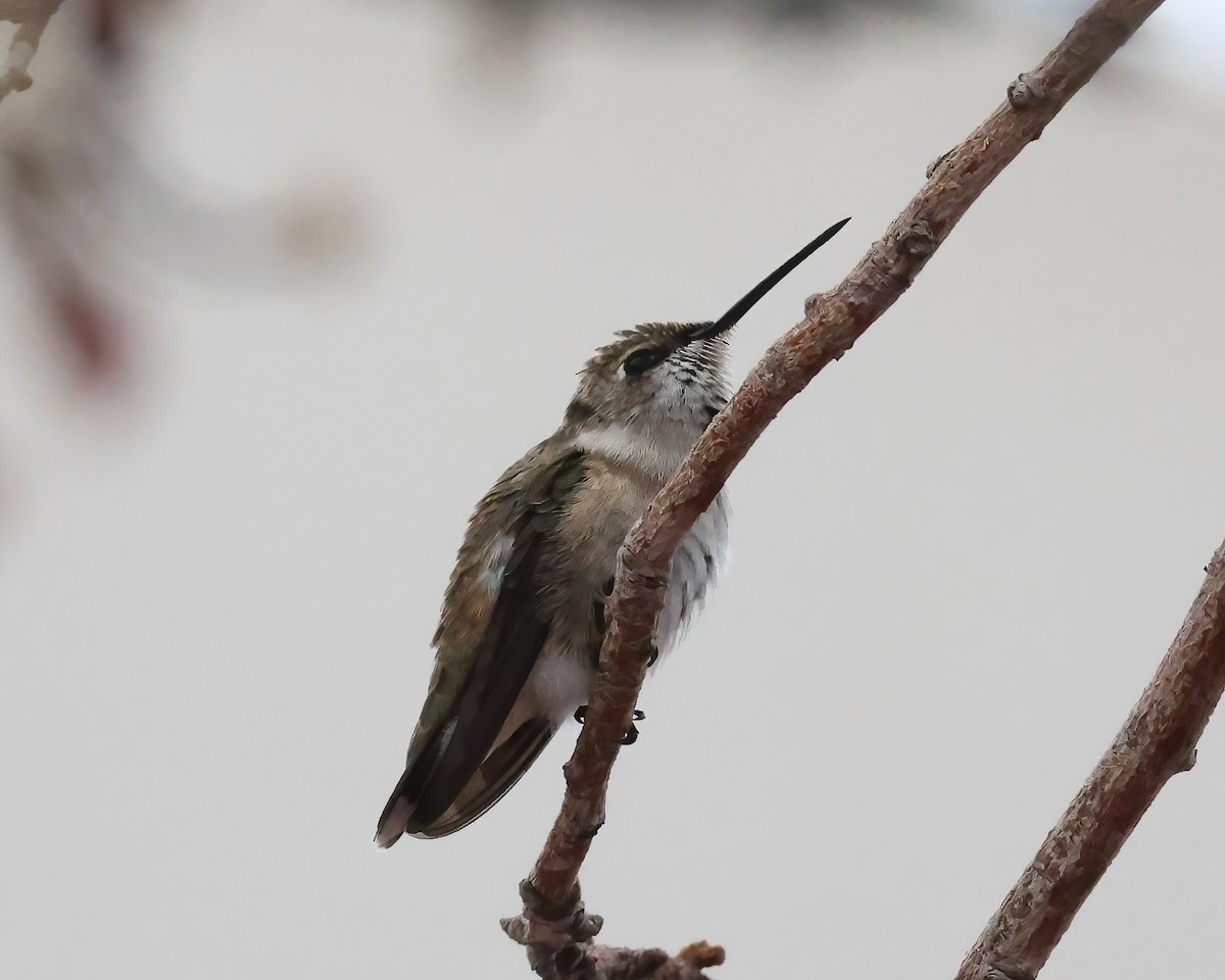 Colibrí Gorjinegro - ML642681384