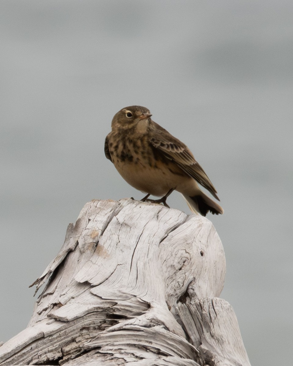 Pipit d'Amérique - ML642681393