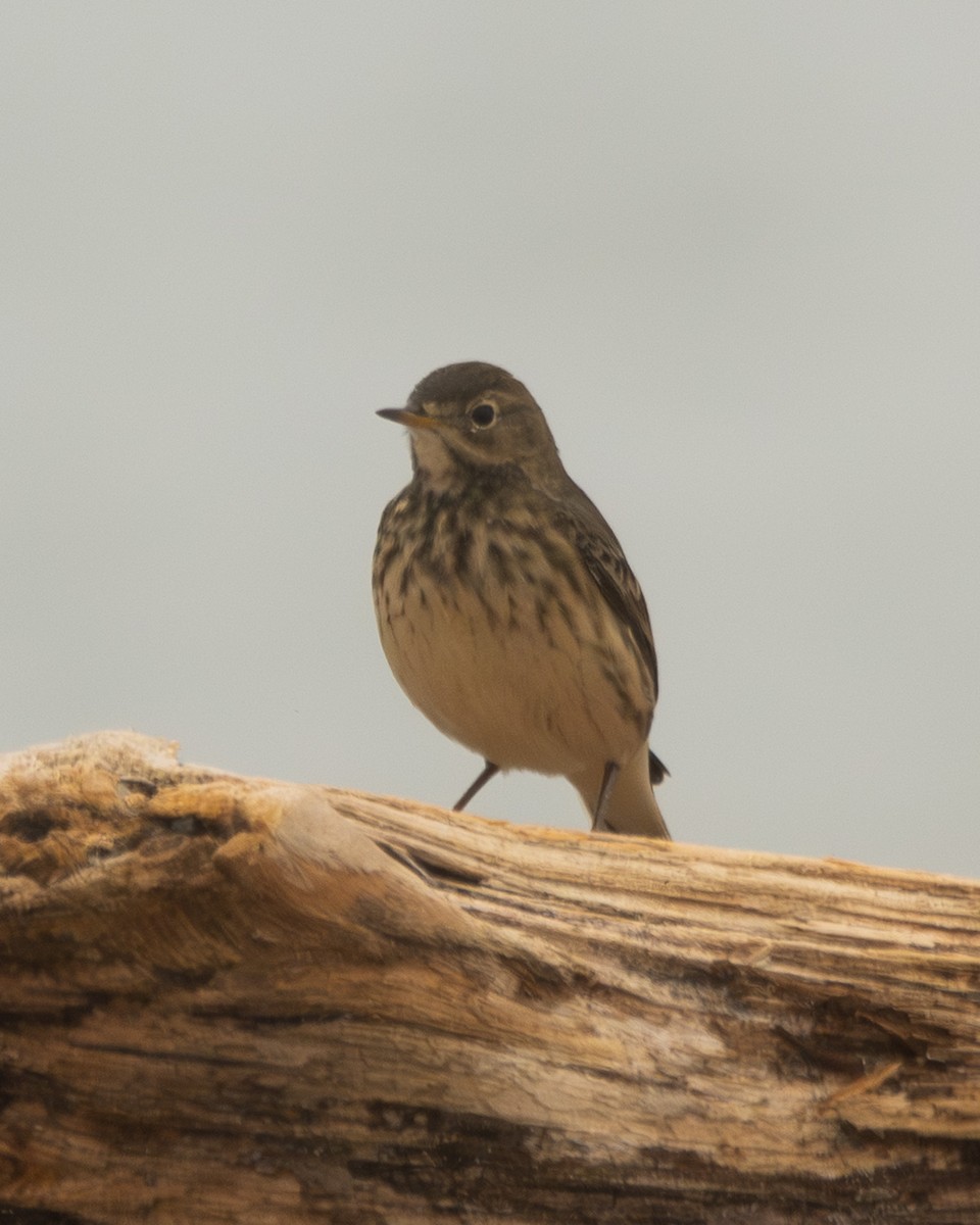 Pipit d'Amérique - ML642681394