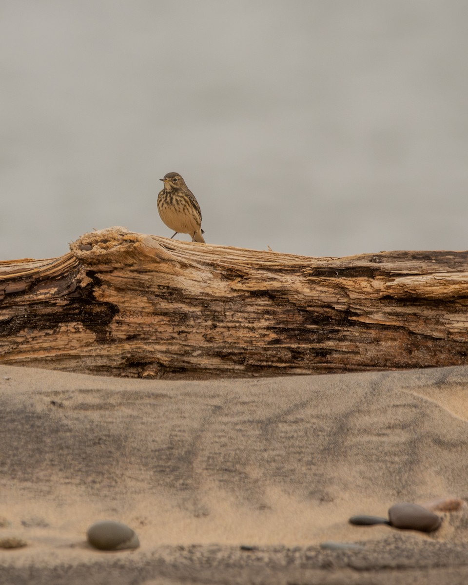 Pipit d'Amérique - ML642681395