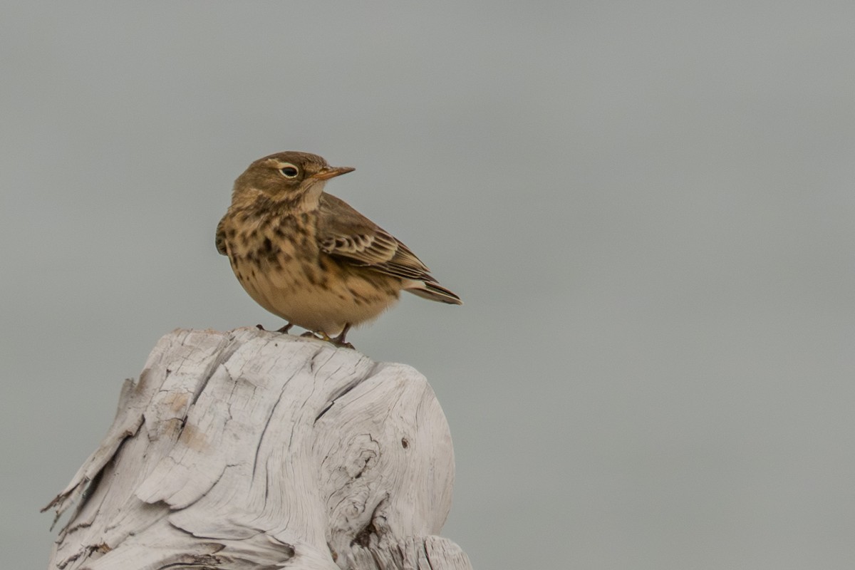 Pipit d'Amérique - ML642681396