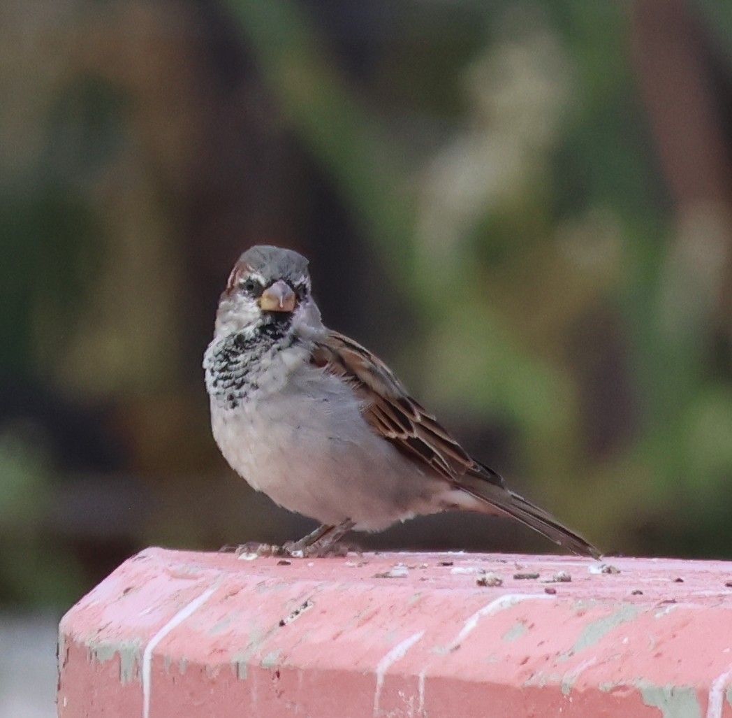 Moineau domestique - ML642681414