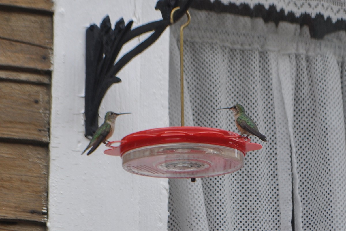 Colibri à queue large - ML642681422