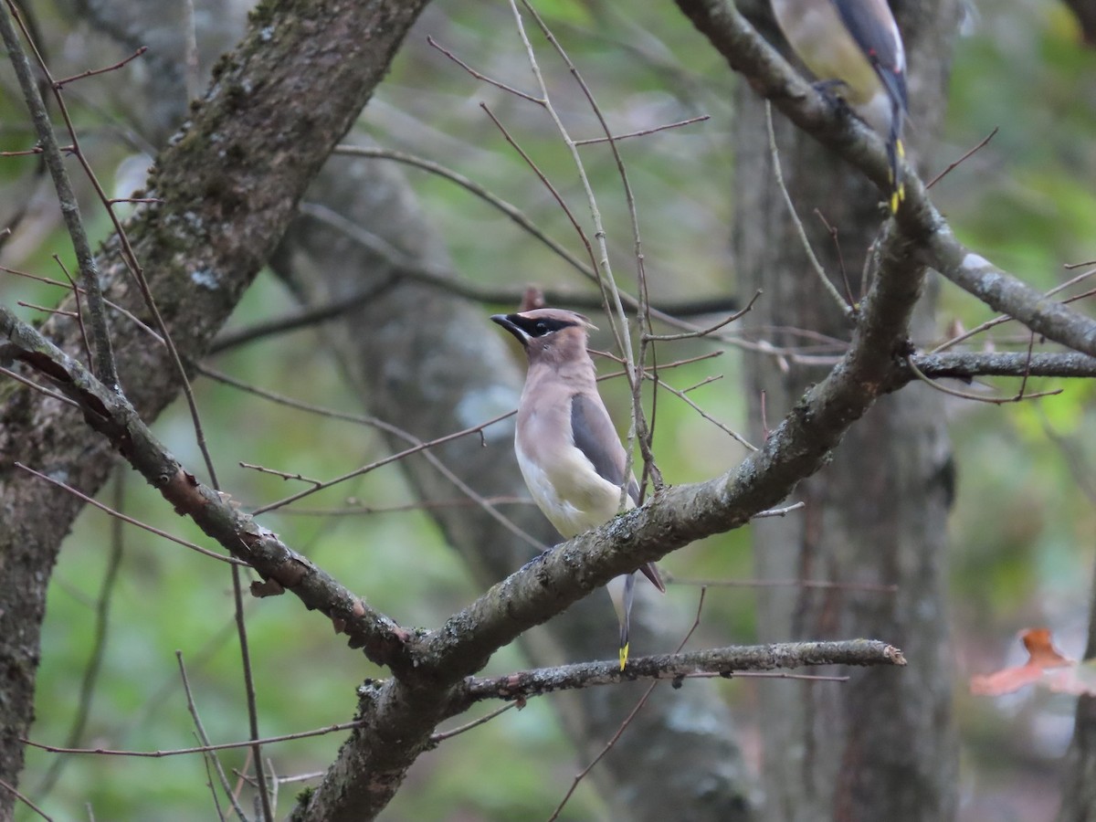 Cedar Waxwing - ML642681435