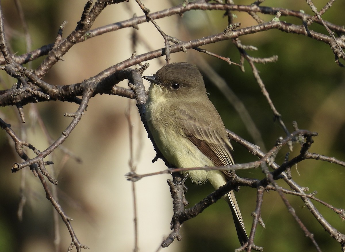 Eastern Phoebe - ML642681450