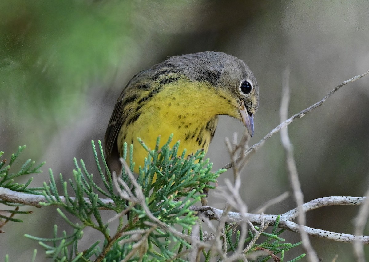 Kirtland's Warbler - ML642681488