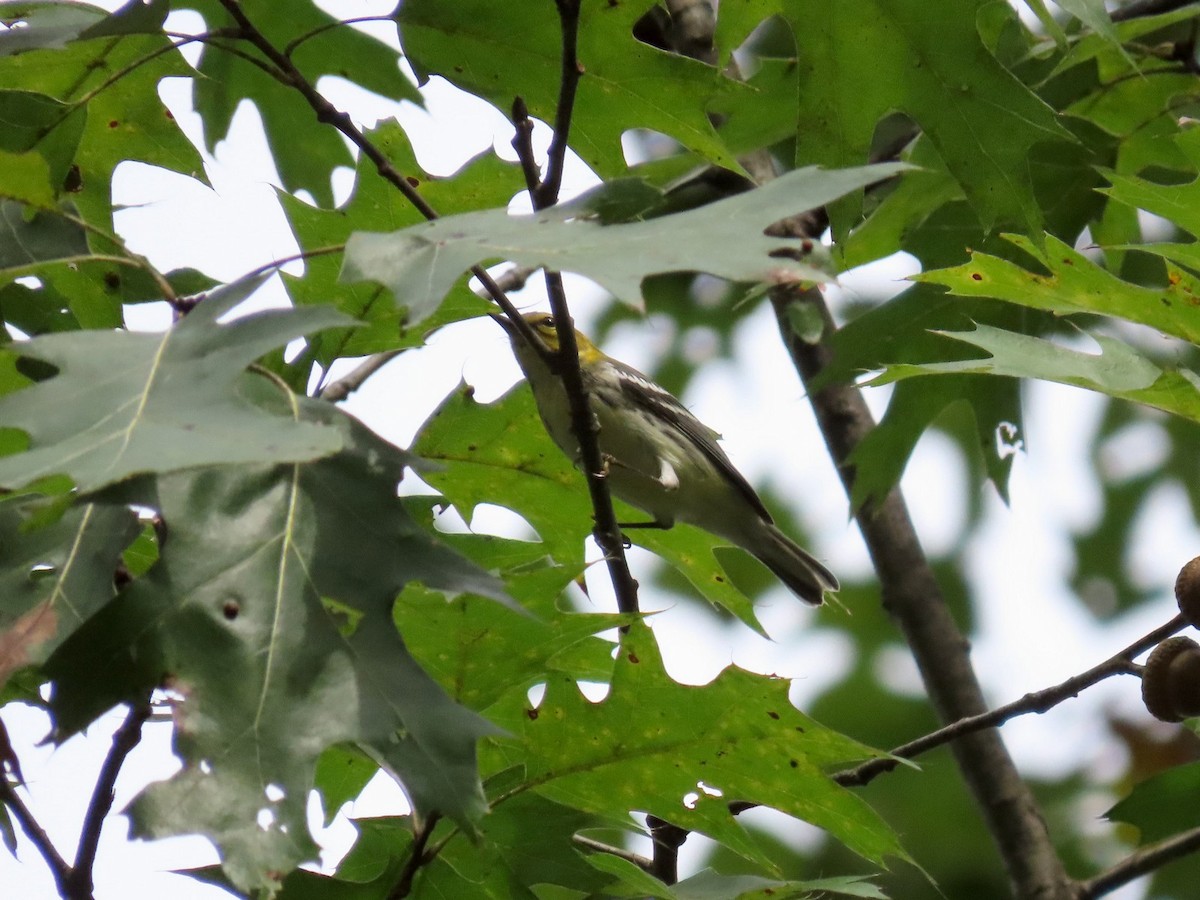 Black-throated Green Warbler - ML642681496