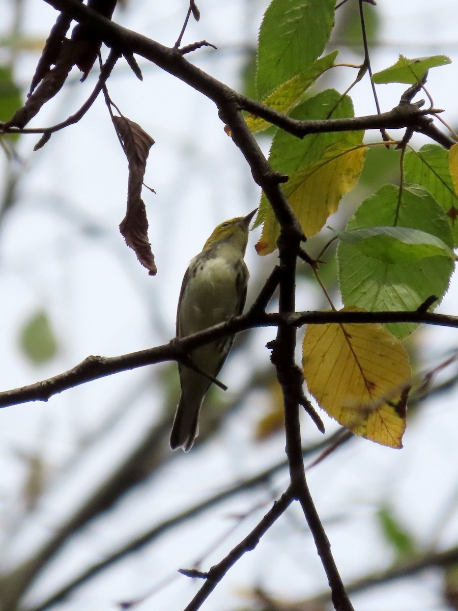 Black-throated Green Warbler - ML642681497