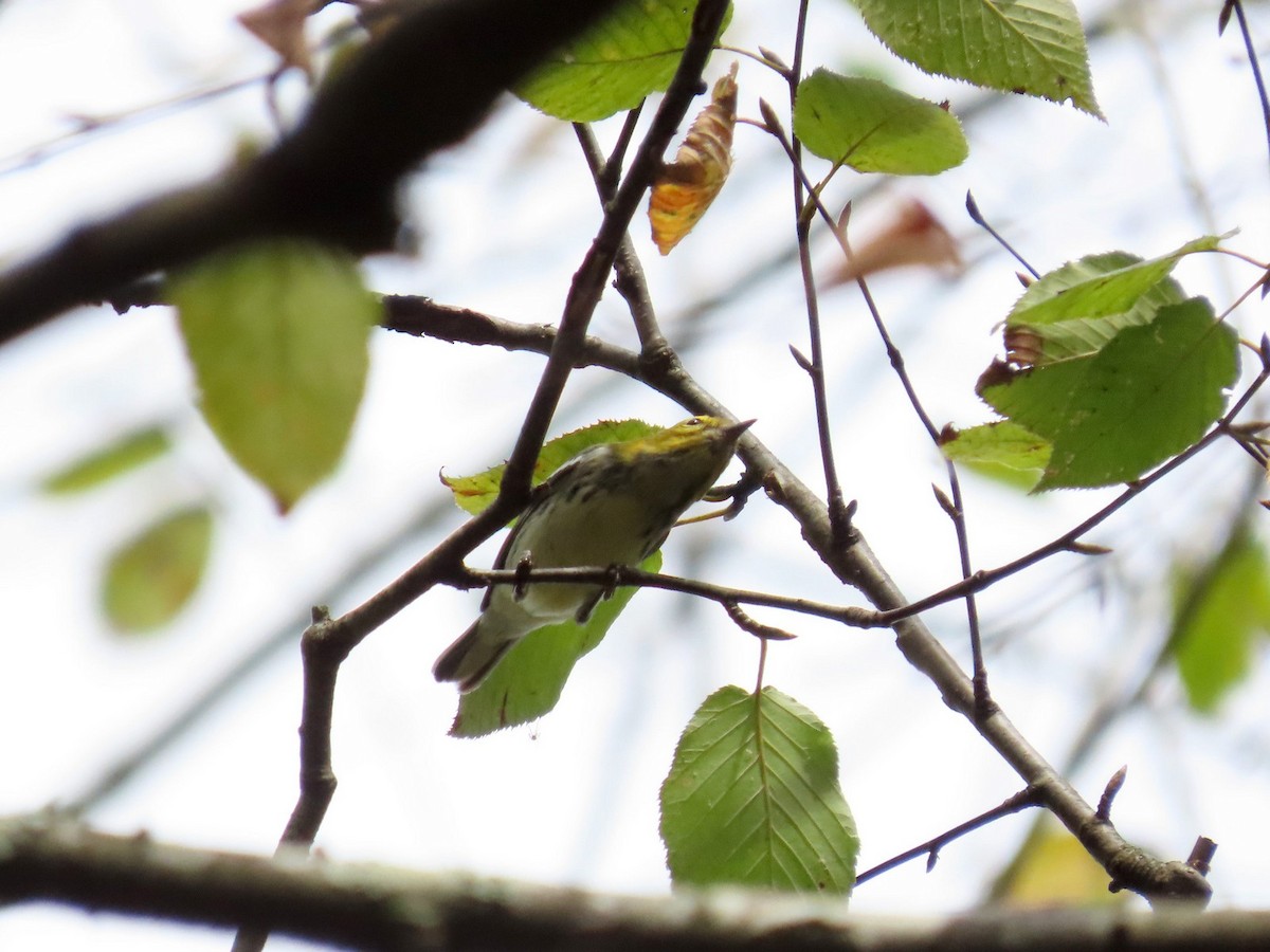 Black-throated Green Warbler - ML642681498