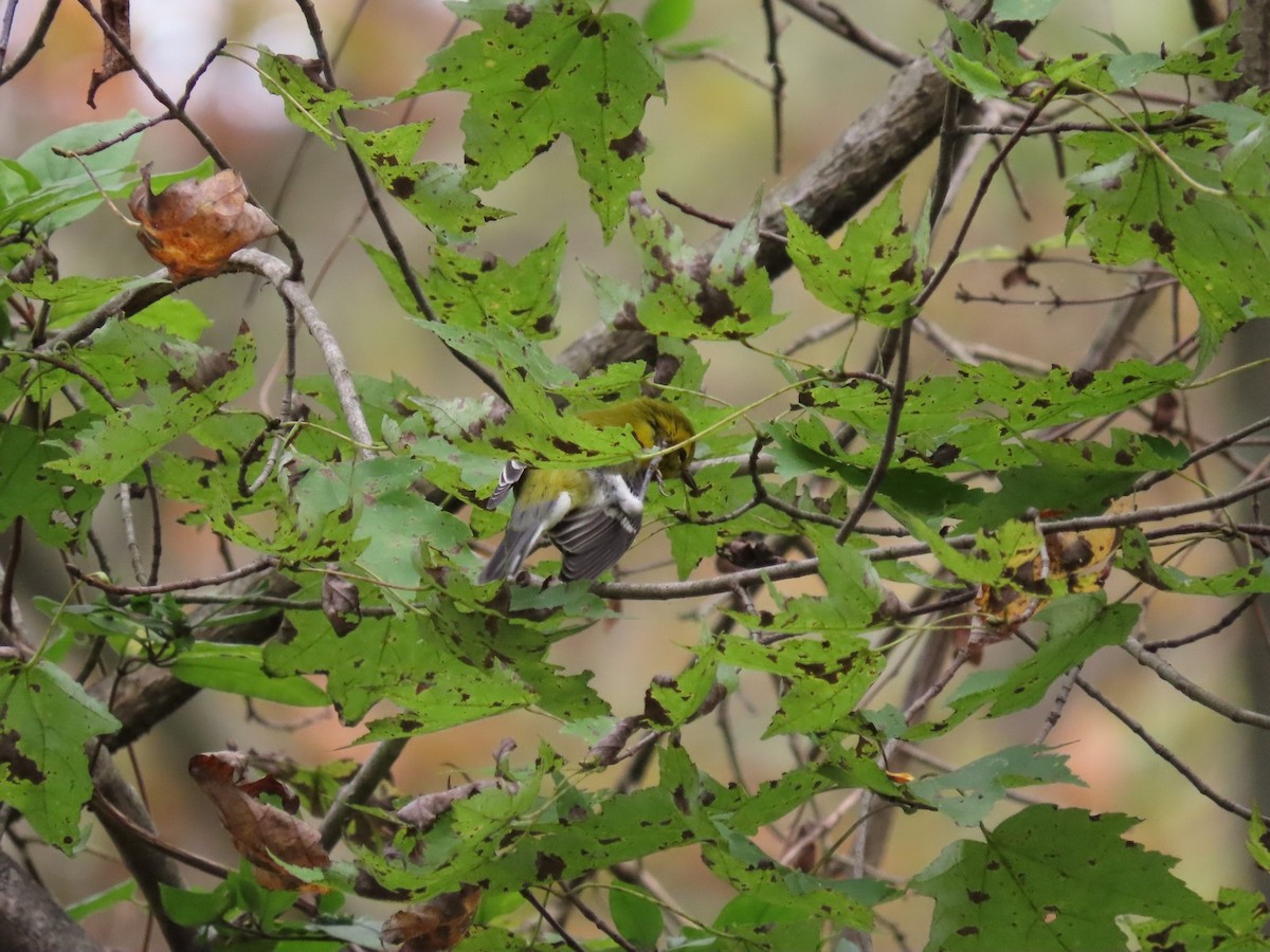 Black-throated Green Warbler - ML642681499