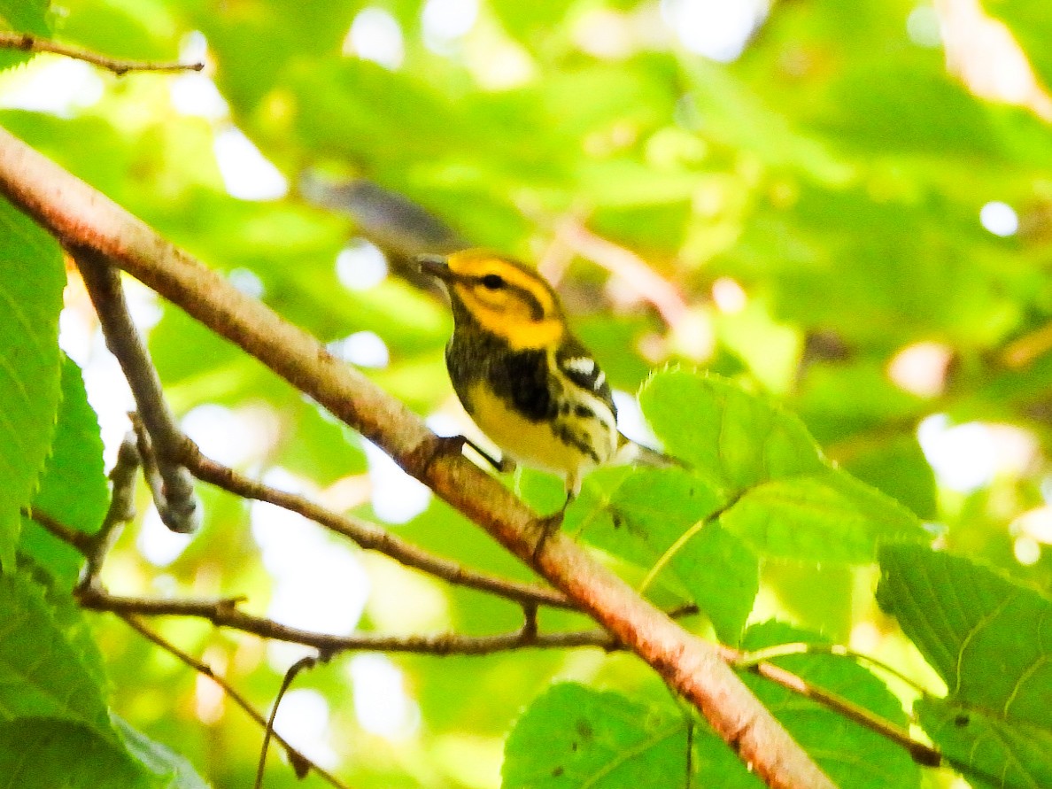 Black-throated Green Warbler - ML642681502