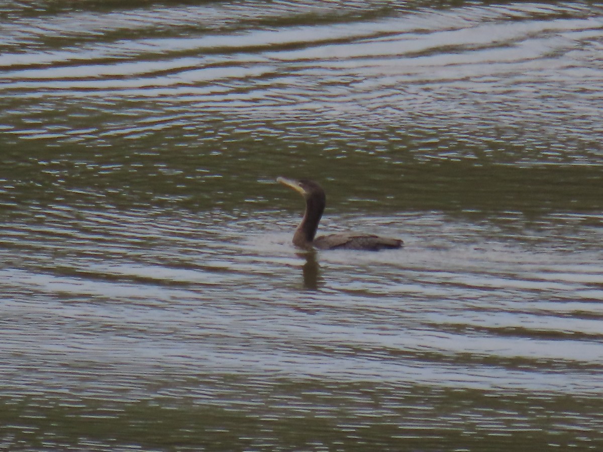 Cormoran vigua - ML642681546