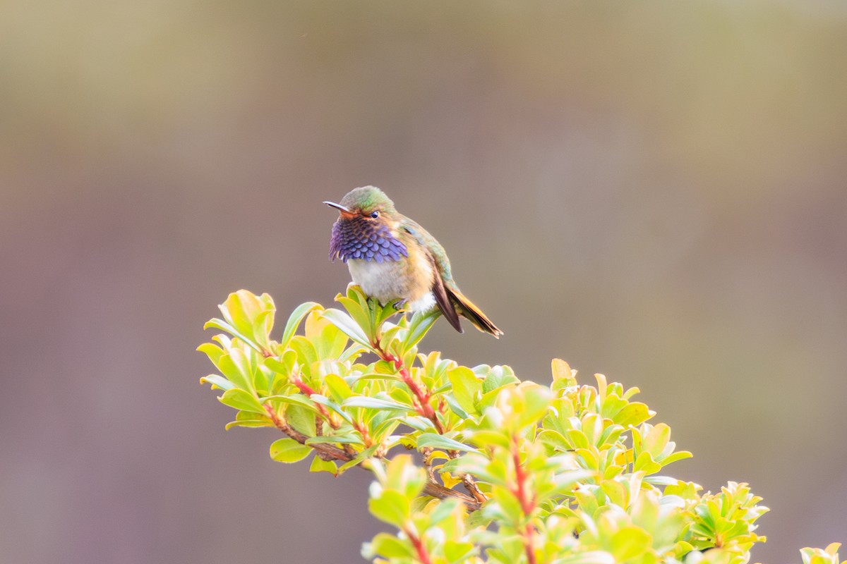 vulkankolibri - ML642681548