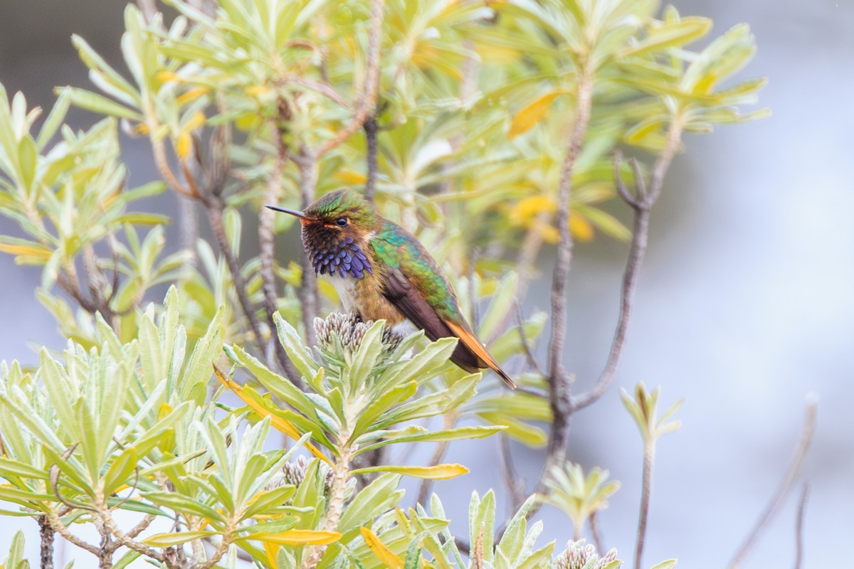 vulkankolibri - ML642681549
