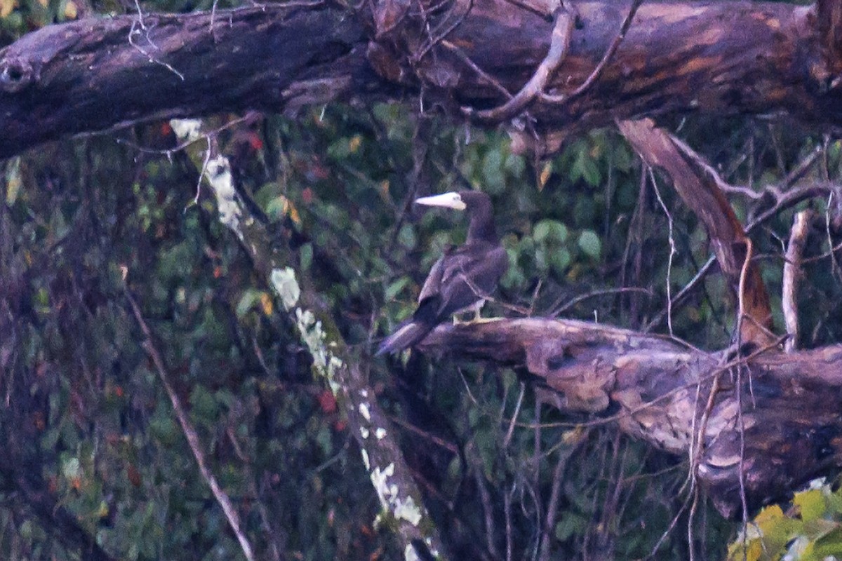 Brown Booby (Atlantic) - ML642681553