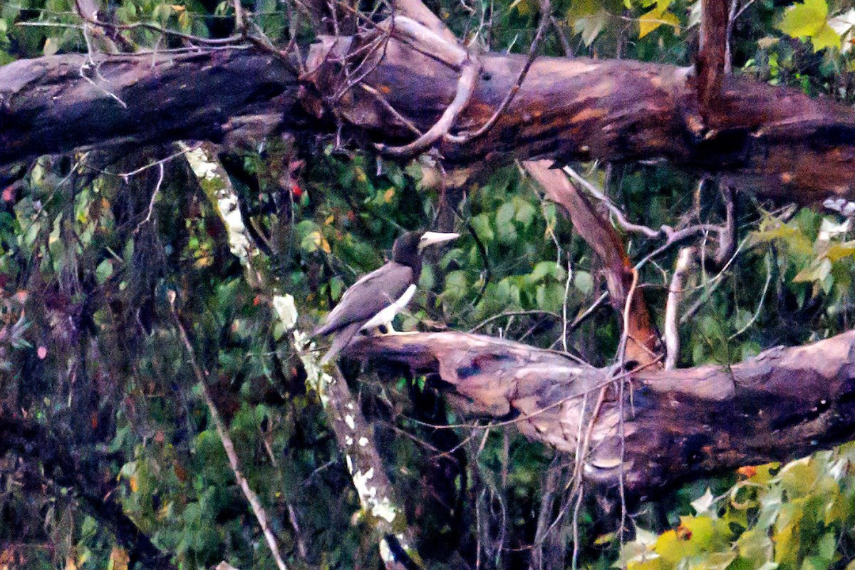 Brown Booby (Atlantic) - ML642681555