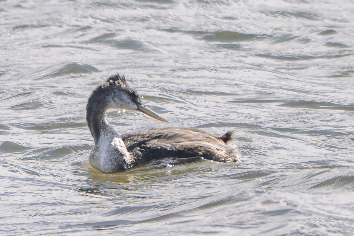 Great Grebe - ML642681556