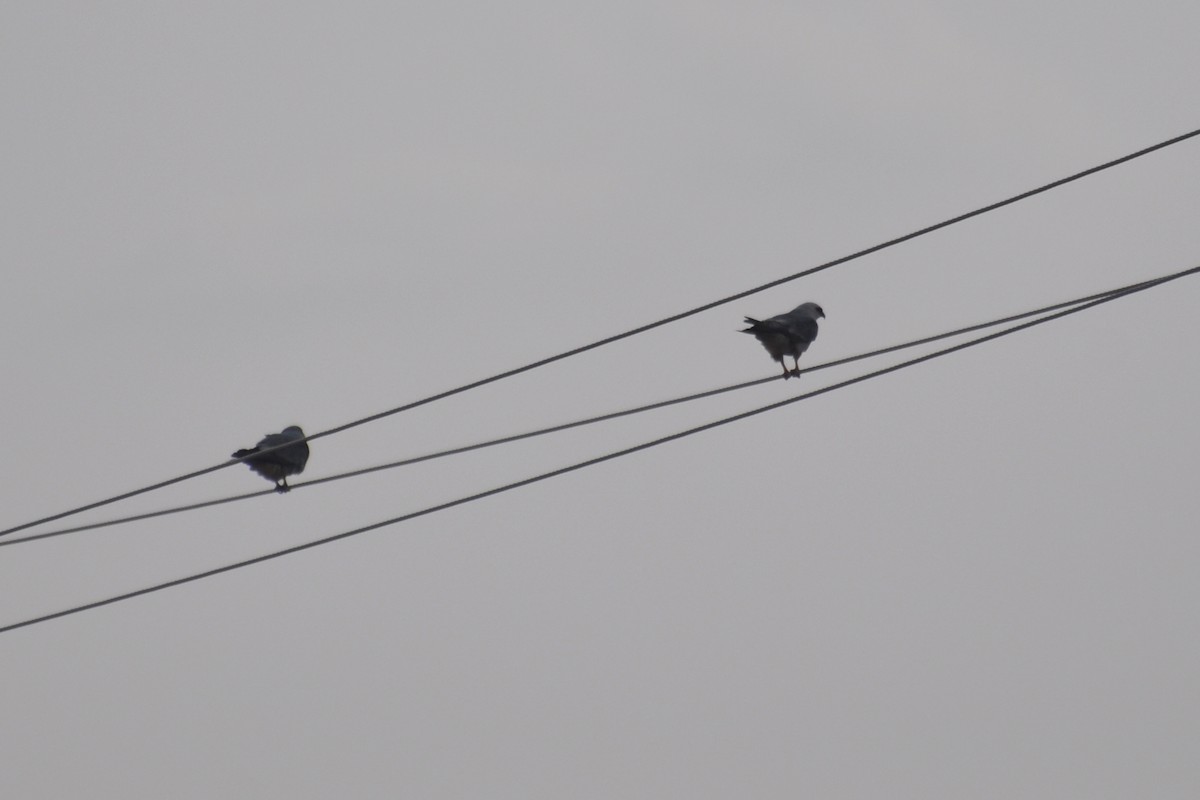 Mississippi Kite - ML642681557