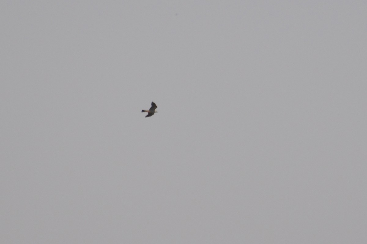 Mississippi Kite - ML642681558