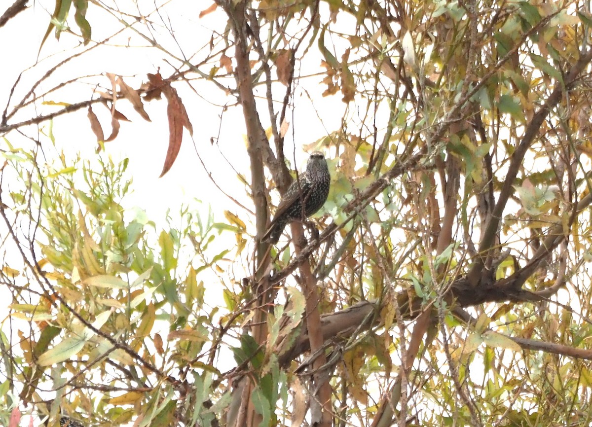 European Starling - ML642681569