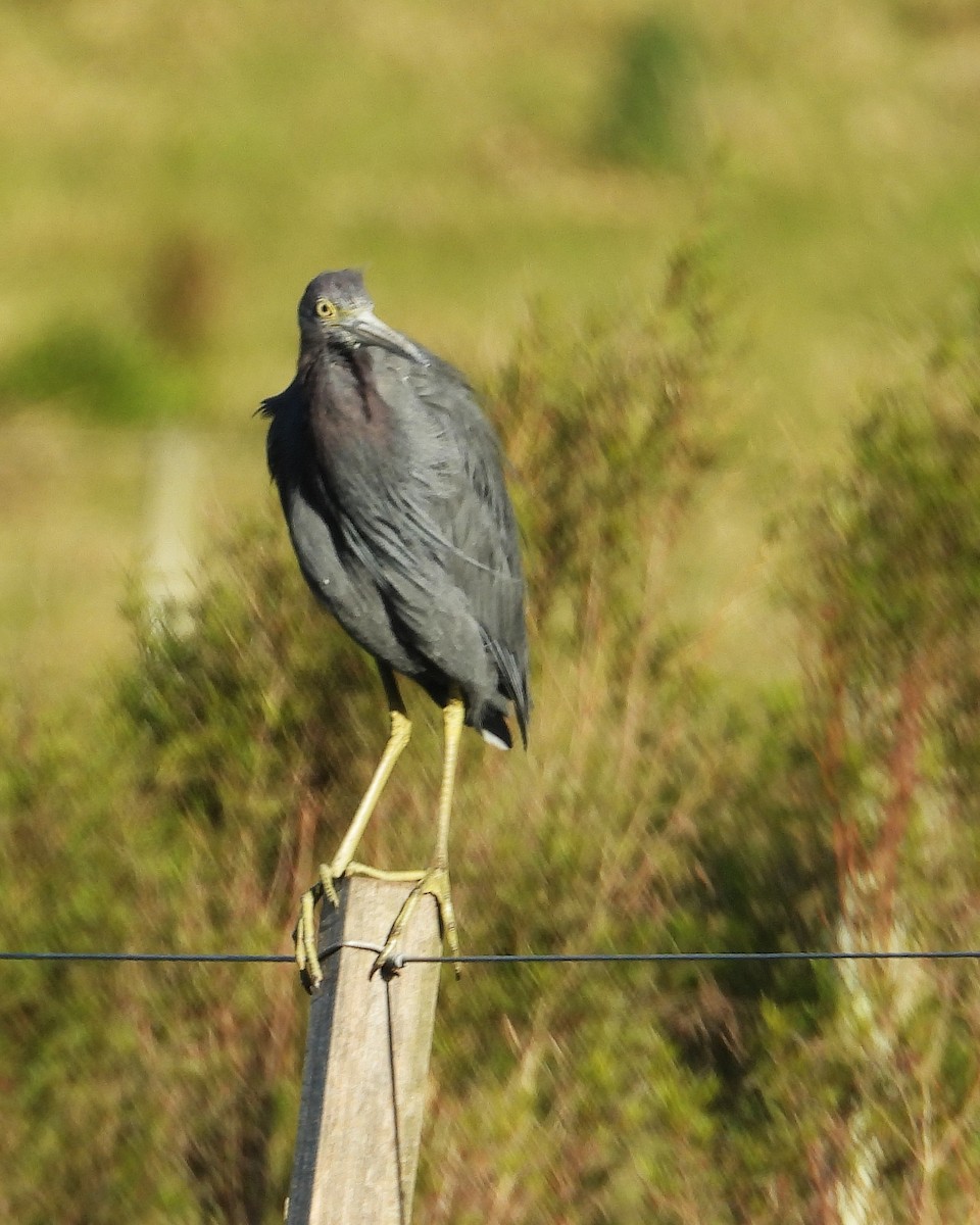 Little Blue Heron - ML642681583