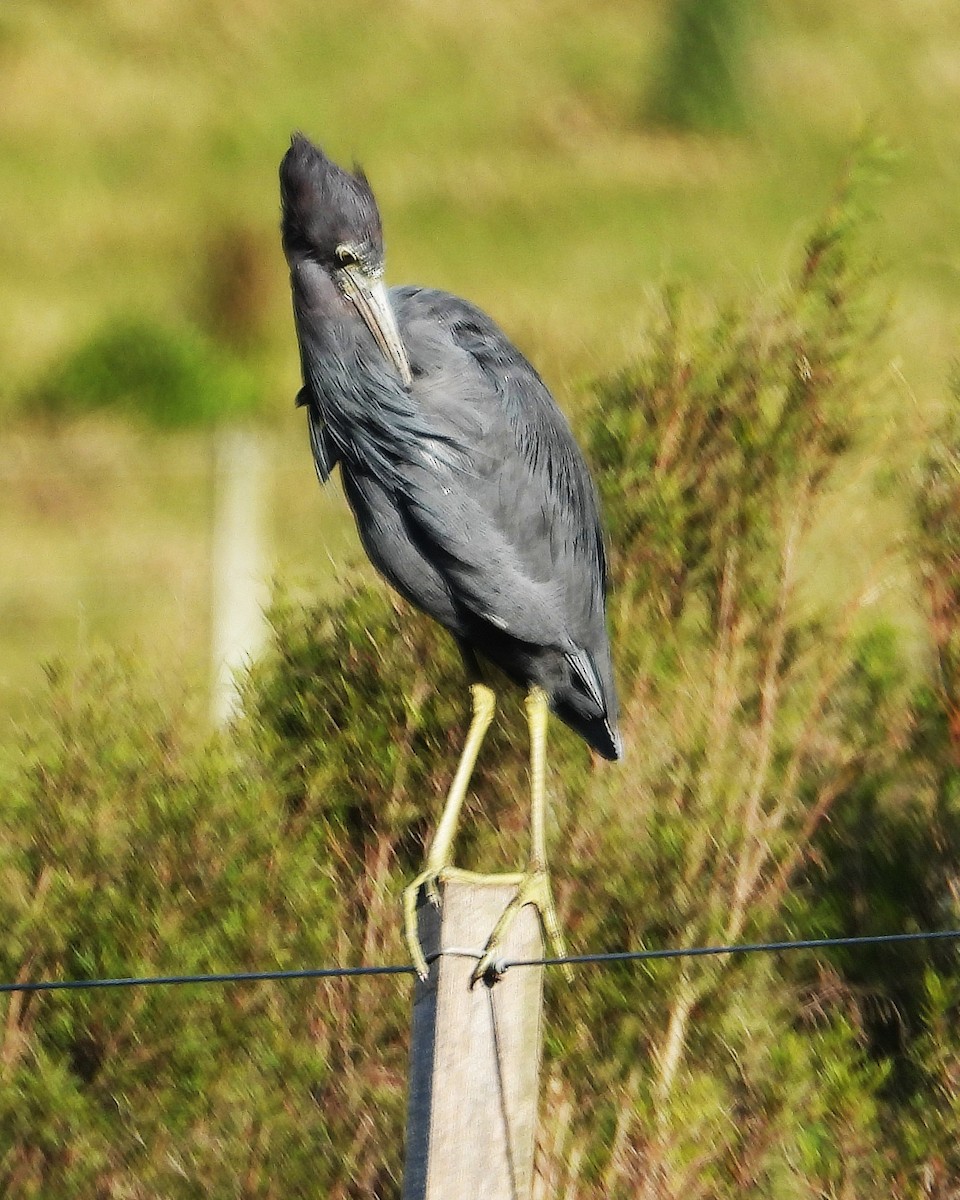 Little Blue Heron - ML642681584