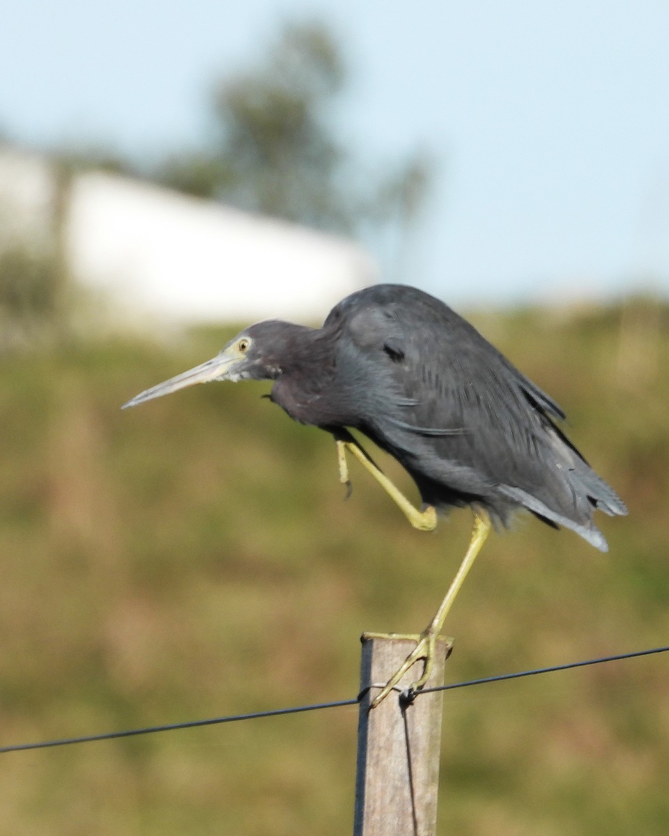 Little Blue Heron - ML642681585
