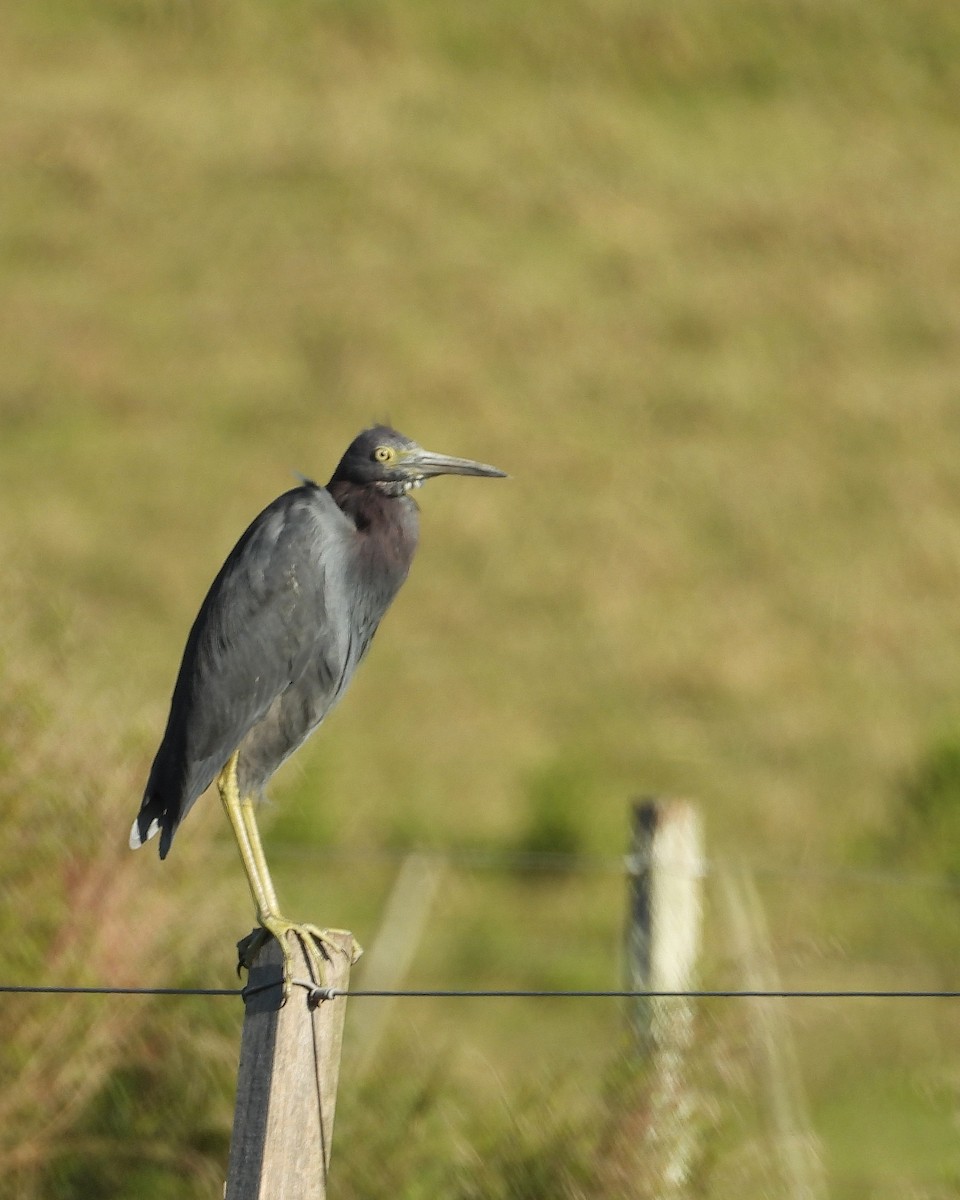 Little Blue Heron - ML642681586