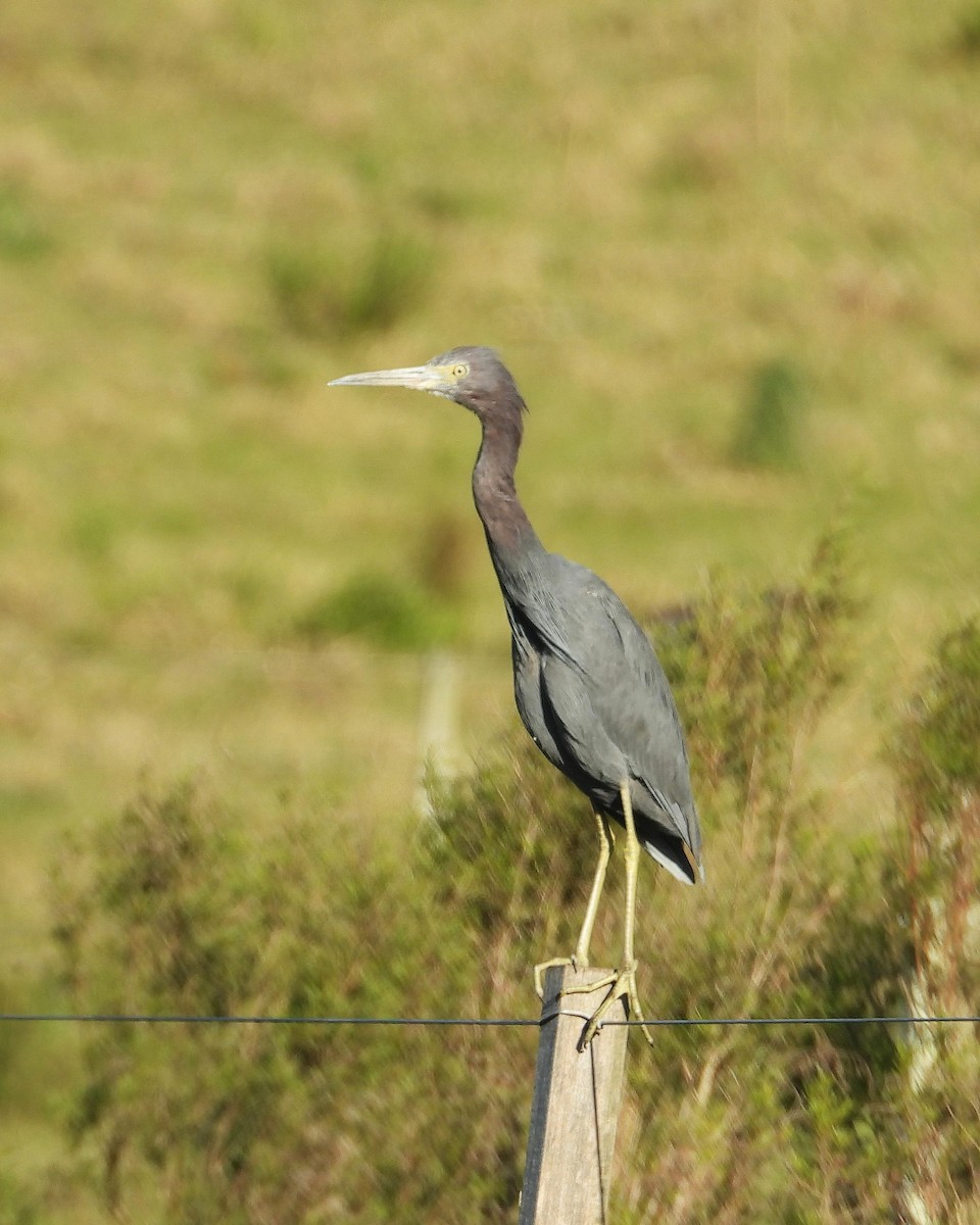 Little Blue Heron - ML642681587