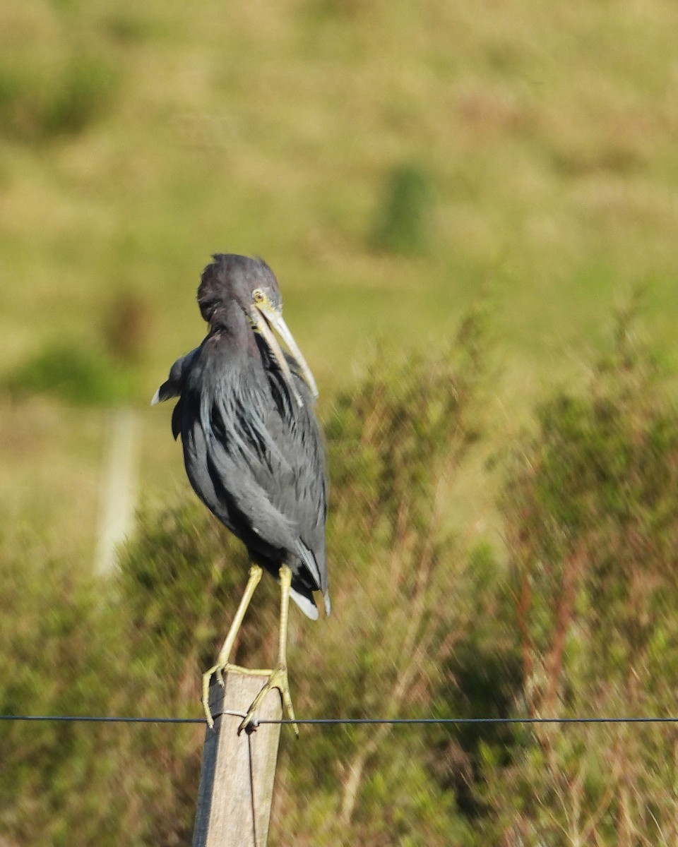 Little Blue Heron - ML642681588