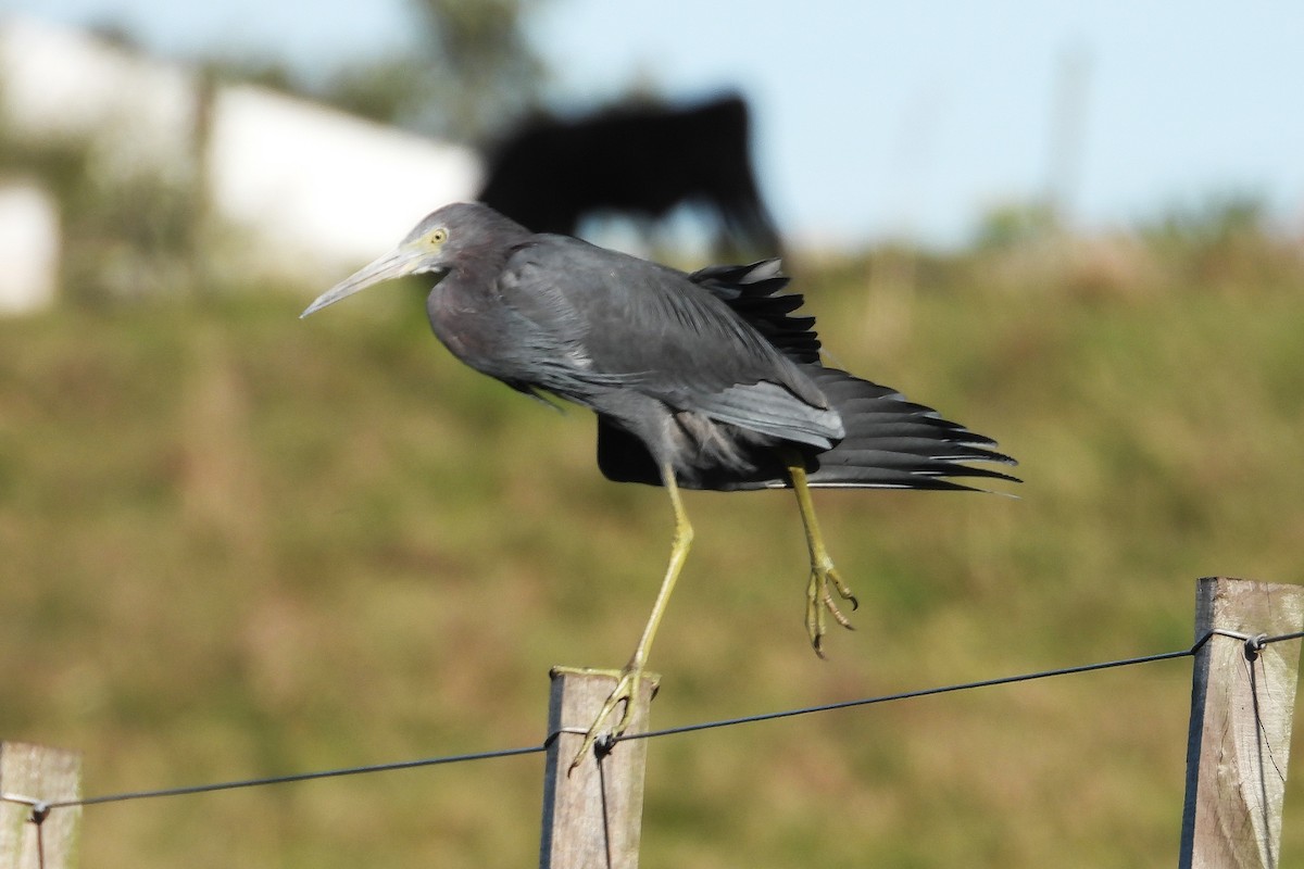 Little Blue Heron - ML642681589