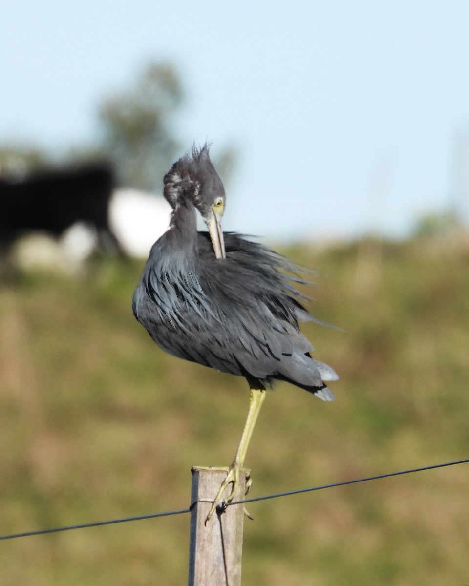 Little Blue Heron - ML642681590