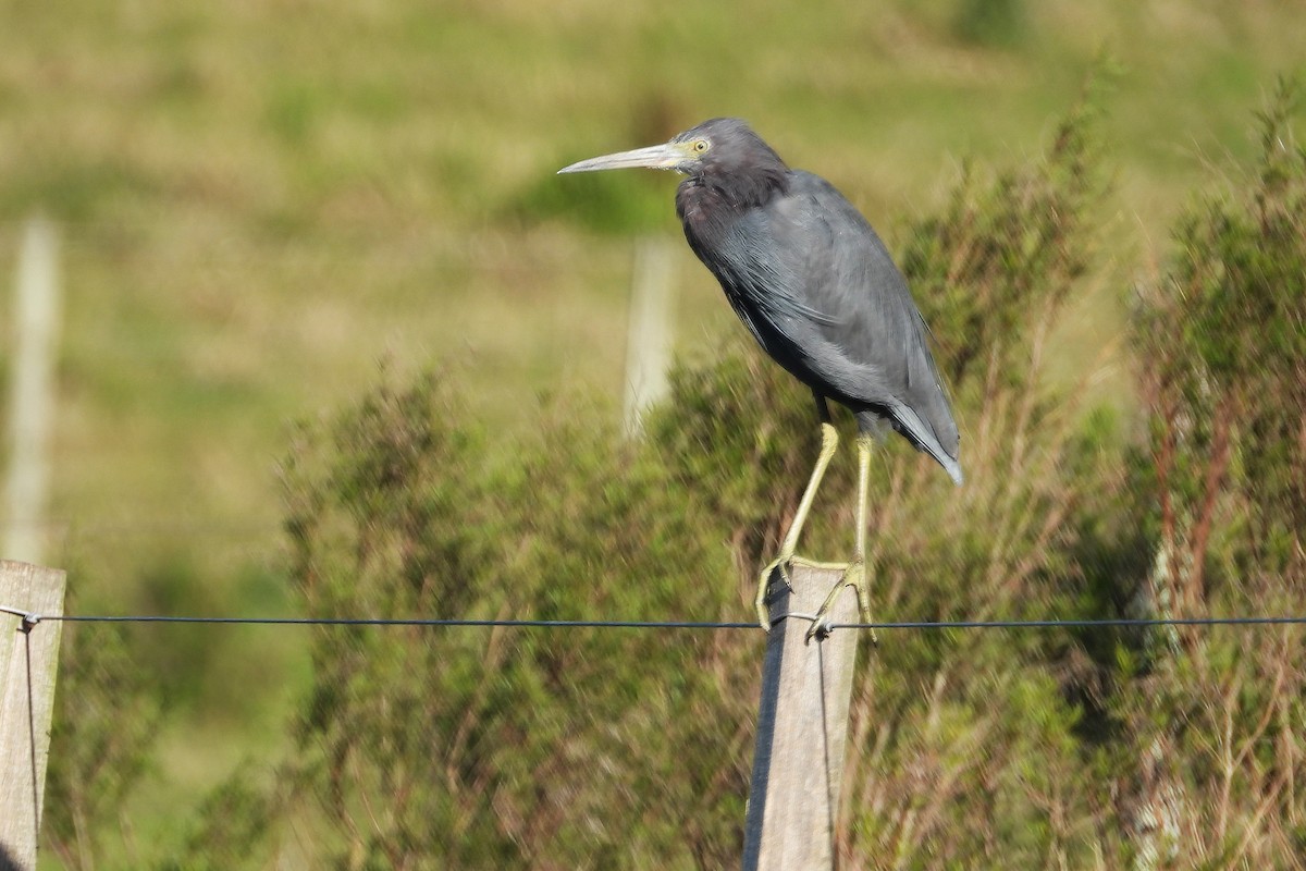 Little Blue Heron - ML642681591