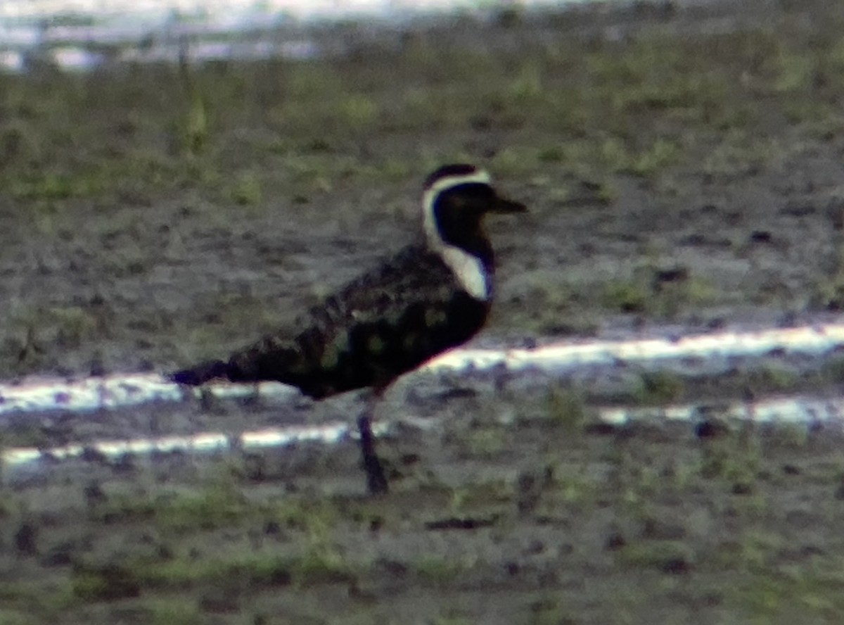 American Golden-Plover - ML642681594