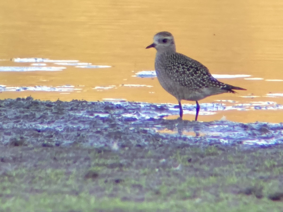 American Golden-Plover - ML642681595