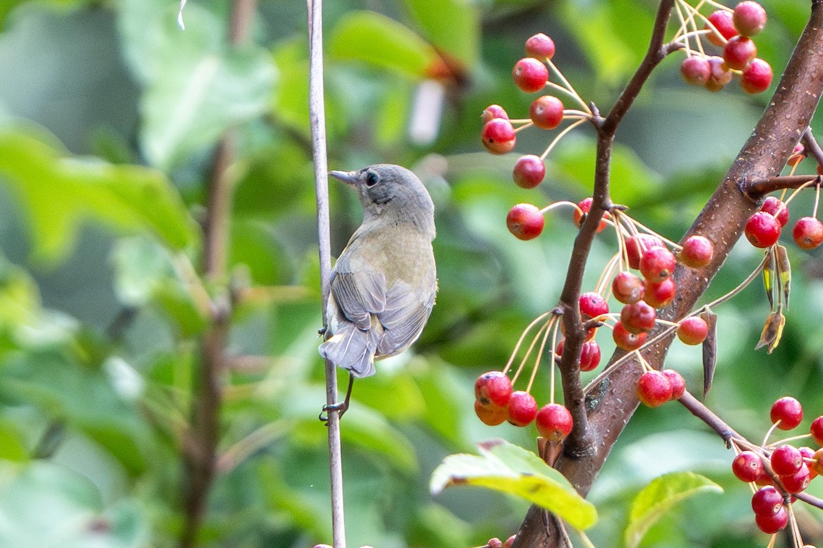 American Redstart - ML642681600