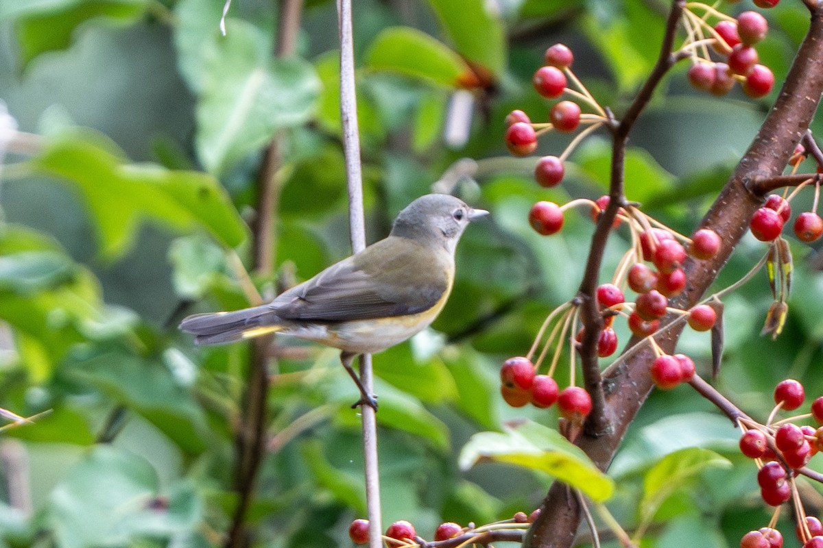 American Redstart - ML642681601