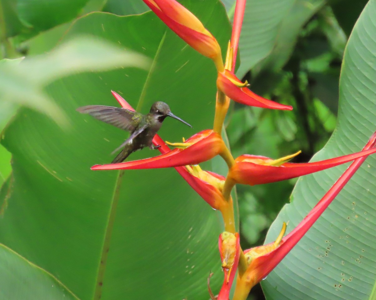 Long-billed Starthroat - ML642681617