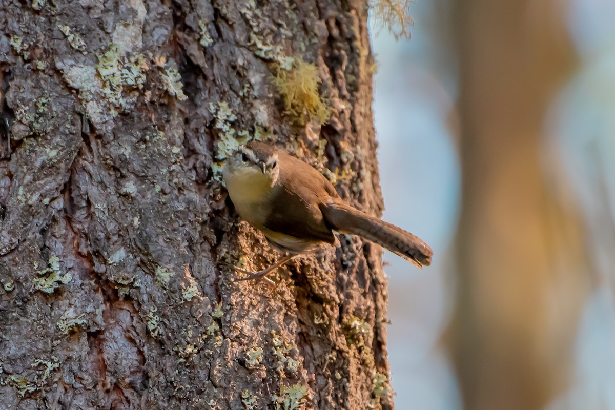 Bewick's Wren - ML642681627