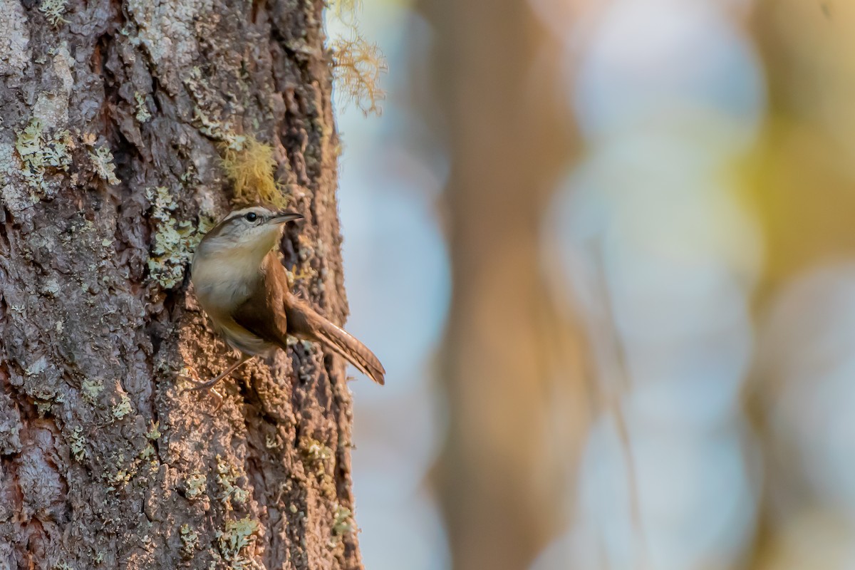 Bewick's Wren - ML642681628